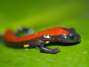 ���� �� ������������ ���������. ���� � ����� ����������� ����� ������������ �������