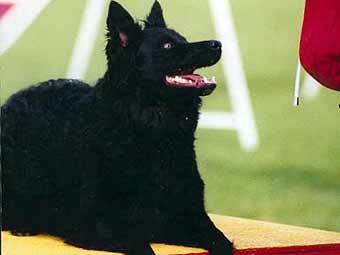 ������ ������ ����. ���� � ����� mudi.ca