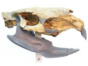 ��������� ����� ����������� �������. ���� � ����� newscientist.com