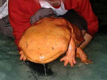 ��������� ����������� ����������. ���� � ����� giant-salamander.com. 