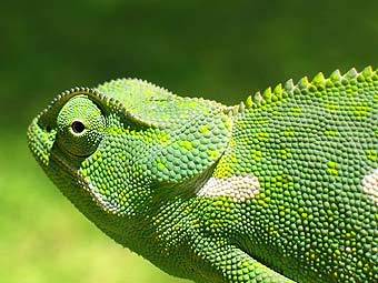 ��������. ���� ������������ Ridard � ����� wikipedia.org