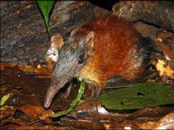 ���������� ���������. ���� AFP. 