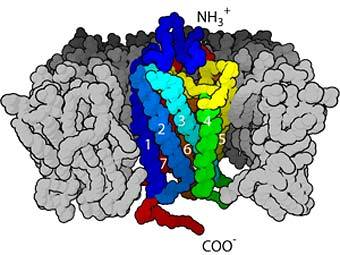 ��������� G-����������������� ���������. ����������� � ����� answers.com