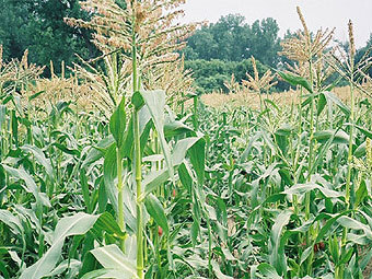 ���� � ����� umassvegetable.org