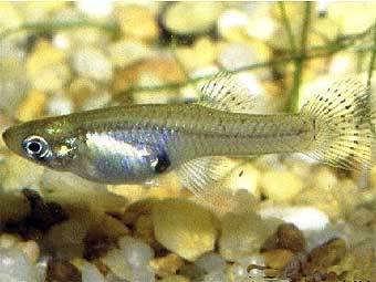 ��������. ���� � ����� usyd.edu.au