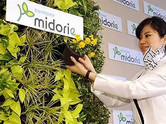 ����������� ������������� �����. ���� AFP