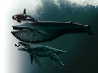 �������, ����� ���, "������" � �������. ����������� Tor Sponga, Natural History Museum, University of Oslo, Norway. 