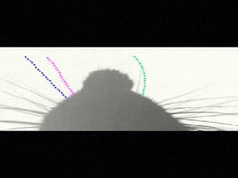 ���� �� ����������� ������������