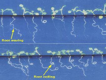 ������ ������������, ����������� ��� ����� 45 �������� � ������� ����������� �����. ������: �� ������� ����� ����� ������ �������; �����: �� ������� ��������� ����� ������ ��������. ����������� � ����� ESA 