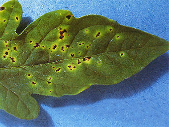 ���� ������, ���������� Pseudomonas syringae. ���� � ����� avrdc.org