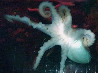 J������� ����� � ������ ����������. ���� AFP