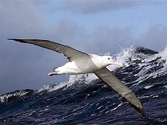 ������������� ���������. ���� � ����� environment.gov.au