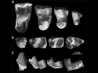 ������� ����� ����������� �� ��������. ���� � ����� ������������ �������� ���� ���