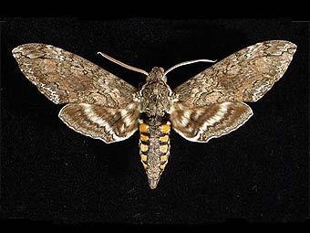 ������� Manduca sexta