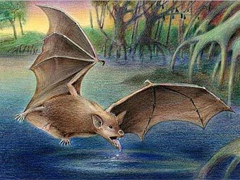 ������������� ������ ���������� ������� ���� �� ������ �� �������� ��������. ������� Bonnie Miljour