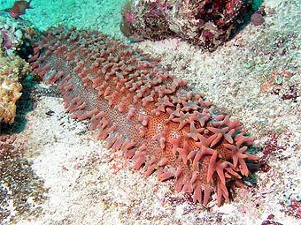 ������� ������. ���� � ����� sciteclibrary.ru