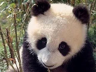 ���������� �����. ���� � ����� WWF