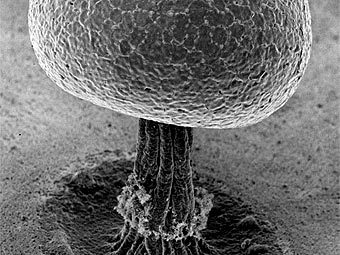 �������� ���� ���������. ���� � ����� fungalcell.org