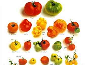 ��������� ����� ���������. ����������� � ����� tomatofest.com