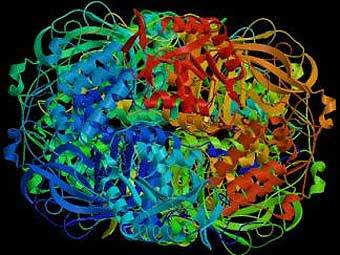 ���������� ��������� �������� �� E. coli. ����������� � ����� kancrn.kckps.k12.ks.us