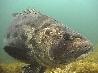 ������ ������� �����. ���� � ����� shiftingbaselines.org. 