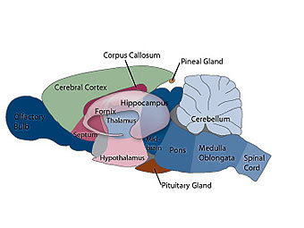 ����� �������� ����� ����� ����� � ����� genetics.utah.edu