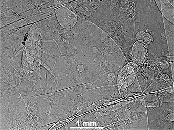 ����������� ������ �� ������ ������. ���� ������������ ������ �������������� ���������