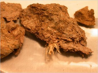 ������������ ���������. ���� ��������� ������ ����� ��������� � ����� ������ The New York Times