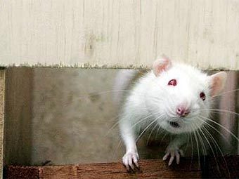 ����� � ���������. ���� � ����� smh.com.au