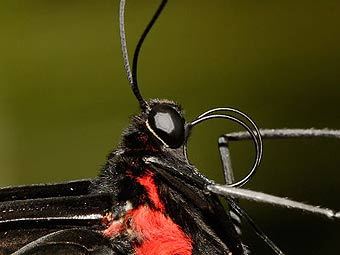 ������� ������� Cairs birdwing. ���� ������������ Fir002 � ����� wikipedia.org 