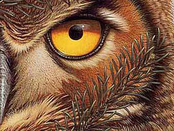 �������� ������� ����� "Guardians of Ga'Hoole" ������ �����