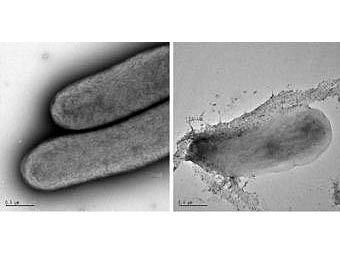 �����: ������������� "������ ����". ������: ���������������� ������������� ���������� ������� ���������� ���������. ���� ������� ������������.