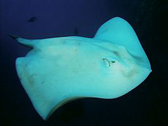 ����-��������. ���� � ����� seafriends.org.nz