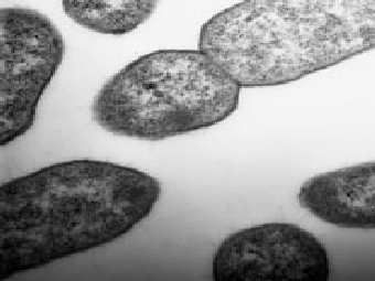 ������� �������� Stenotrophomonas maltophilia. ���� ������ �������