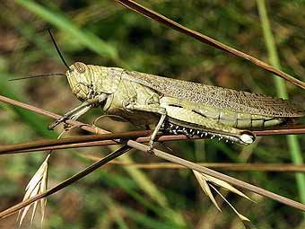 �������. ���� ������������ Alvesgaspar � ����� wikipedia.org 