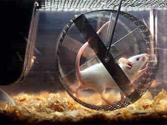 ���� � ������. ���� � ����� elementy.ru