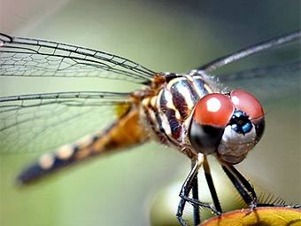 ��������. ���� � ����� cssplay.co.uk