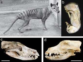 (a)   ������� ������� � �������� ������ ������, 1928 ���; (b)   ���� �� ���������, ��� ������� �������������� � ������������; (�)   ����� �������� � ��������� � ������� �������� ������ (d). ����������� �� ������ Pask et al. 