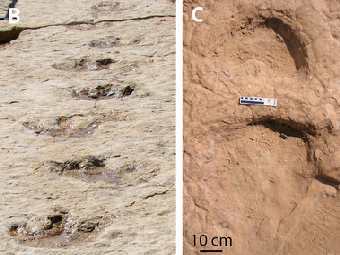 (B)   ������� ������ ����������; (C)   ��������� ����� ����� � ������ ���������. ���� �� ������ Schulp et al. 