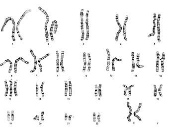 ��������� �������. ����������� � ����� genetics.com.au
