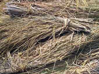 ������� ������. ���� ������������ Green � ����� wikipedia.org 