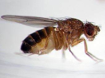 Drosophila melanogaster. ���� � ����� wisc.edu 