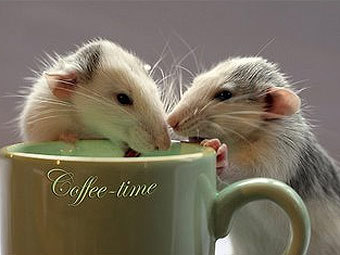 ���� �� ����� ��������� ����