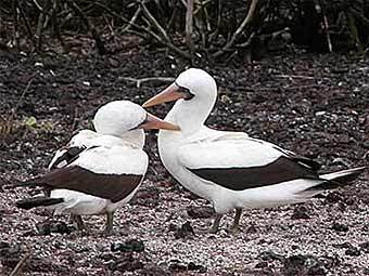 ����� �����. ���� � ����� v-liz.com