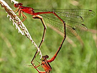 ����� ������� Megalagrion calliphya ���������� �������� �����. ���� ������ ������������. 