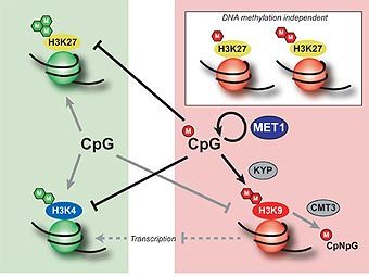 ���� �� ��������������� ���������� - ������� ��������� �� ��������� (�������� �������) � ���������� (�������� �������) ��������� ��� ������������� ���. ����������� Olivier Mathieu, Aline V Probst, Jerzy Paszkowski