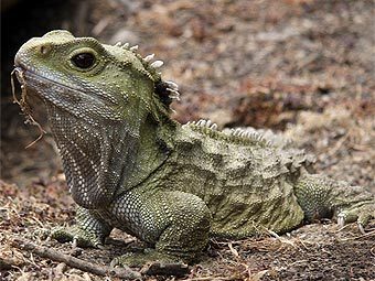 ��������. ���� ������������ Knutschie � ����� wikimedia.org