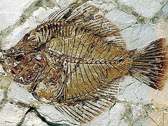 ������������ ������������� �������, ������������������ ��� ����� ���. ���� � ����� ������������ ������.