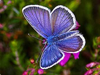 ����� ���������. ���� � ����� butterfly-conservation.org