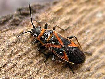 Arocatus roeselii ���� L. Stein Germany / NRW, Koln X.2004